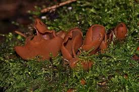 Attēlu rezultāti vaicājumam “Otidea leporina”