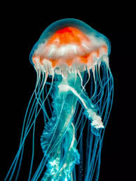 Image result for no brain