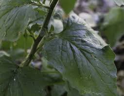 Attēlu rezultāti vaicājumam “Lapsana communis leaf”