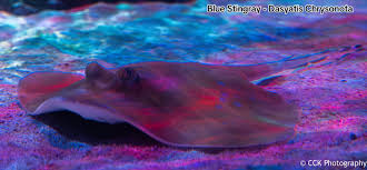 Image result for Dasyatis chrysonota