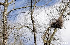 Attēlu rezultāti vaicājumam “Taphrina betulina”