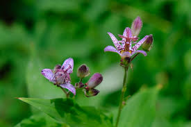 Image result for Tricyrtis `Black Beauty`