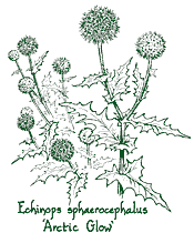 Attēlu rezultāti vaicājumam “Echinops sphaerocephalus”