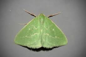 Attēlu rezultāti vaicājumam “Thetidia smaragdaria”