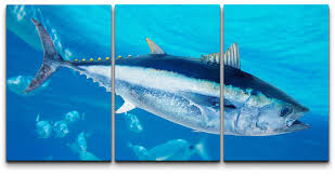 Image result for Thunnus thynnus