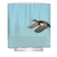 Attēlu rezultāti vaicājumam “Anas strepera”