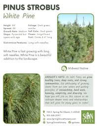 Attēlu rezultāti vaicājumam “Pinus strobus fruit”