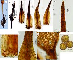 Attēlu rezultāti vaicājumam “Seligeria donniana”
