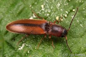 Attēlu rezultāti vaicājumam “Dalopius marginatus”