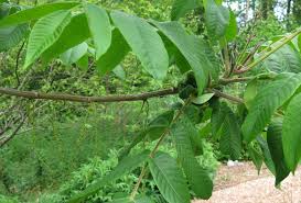 Attēlu rezultāti vaicājumam “Juglans x sinensis leaf”