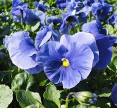 Image result for Viola wittrockiana