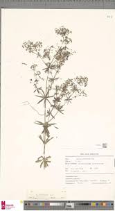 Attēlu rezultāti vaicājumam “Galium schultesii flower”