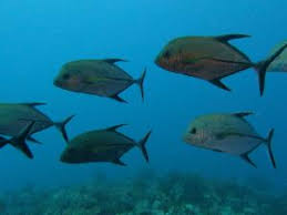 Image result for Caranx lugubris