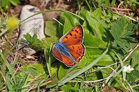 Attēlu rezultāti vaicājumam “Lycaena alciphron female”