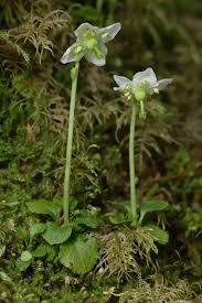 Attēlu rezultāti vaicājumam “Moneses uniflora”