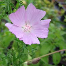 Attēlu rezultāti vaicājumam “Malva moschata flower”