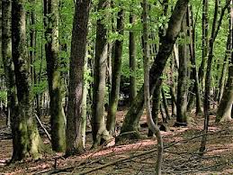 Image result for лес,