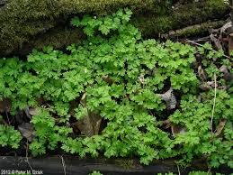 Attēlu rezultāti vaicājumam “Adoxa moschatellina leaf”