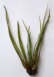 Attēlu rezultāti vaicājumam “Isoetes echinospora leaf”