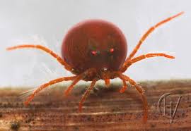 Attēlu rezultāti vaicājumam “Hydrachna”