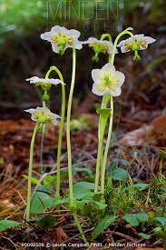 Attēlu rezultāti vaicājumam “Moneses uniflora flower”