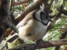 Attēlu rezultāti vaicājumam “Lophophanes cristatus adult”