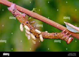 Attēlu rezultāti vaicājumam “Proutia betulina larva”