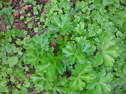 Attēlu rezultāti vaicājumam “Sanicula europaea”