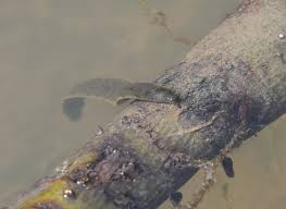 Attēlu rezultāti vaicājumam “Haemopis sanguisuga”