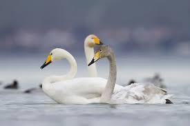 Attēlu rezultāti vaicājumam “Cygnus cygnus adult”