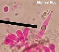 Attēlu rezultāti vaicājumam “Physarum auriscalpium sessile”