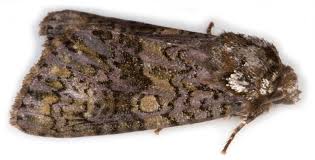 Attēlu rezultāti vaicājumam “Craniophora ligustri”