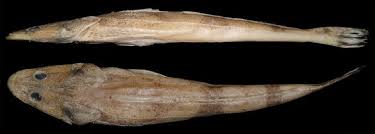 Image result for Platycephalus speculator