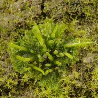 Attēlu rezultāti vaicājumam “Anthocerotopsida”