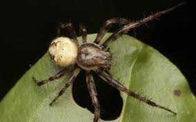 Attēlu rezultāti vaicājumam “Araneus quadratus male”