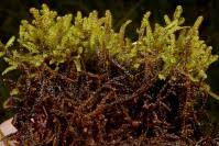 Attēlu rezultāti vaicājumam “Scorpidium cossonii”