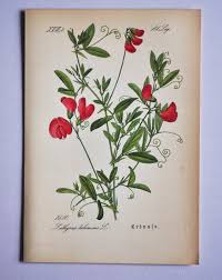 Attēlu rezultāti vaicājumam “Lathyrus tuberosus”