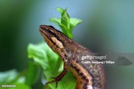 Attēlu rezultāti vaicājumam “Triturus vulgaris”