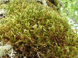 Attēlu rezultāti vaicājumam “Antitrichia curtipendula”