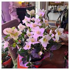 Attēlu rezultāti vaicājumam “Helleborus niger flower”