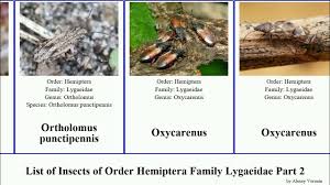 Attēlu rezultāti vaicājumam “Nithecus jacobaeae”