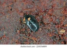 Attēlu rezultāti vaicājumam “Histeridae”