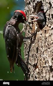 Attēlu rezultāti vaicājumam “Dryocopus martius nest”
