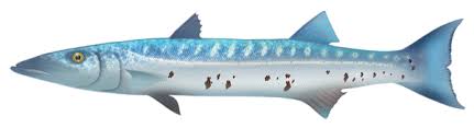 Image result for Sphyraena barracuda