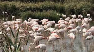 Image result for parque natural de camargue