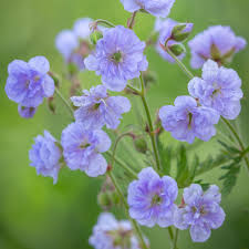 Image result for Geranium pratense