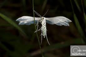 Attēlu rezultāti vaicājumam “Pterophorus pentadactyla”