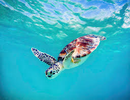 Image result for Chelonia mydas