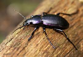 Attēlu rezultāti vaicājumam “Carabus violaceus”