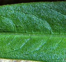 Attēlu rezultāti vaicājumam “Persicaria lapathifolia leaf”